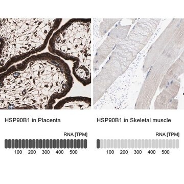 抗HSP90B1抗体 ウサギ宿主抗体 Prestige Antibodies&#174; Powered by Atlas Antibodies, affinity isolated antibody, buffered aqueous glycerol solution