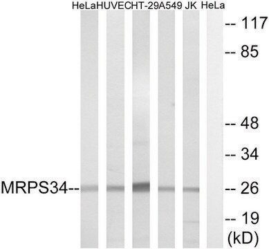 Anti-MRPS34, antibody produced in rabbit affinity isolated antibody