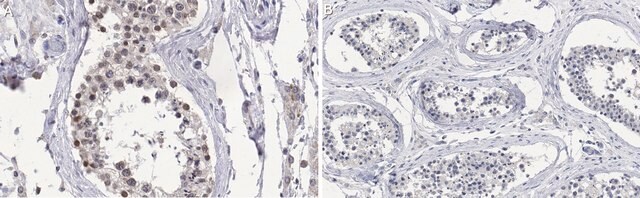 Anti-IL-13 Antibody, clone 6D11.8.11