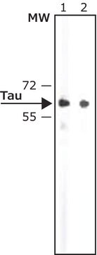 抗&#964; (Tau) 兔抗 whole antiserum