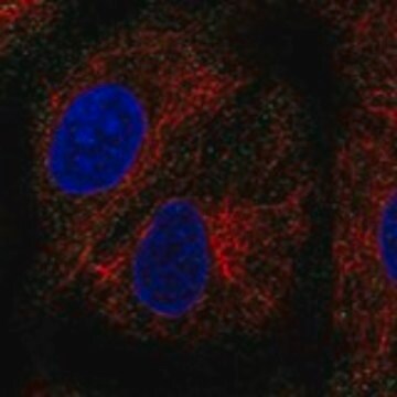 Anti-PEX11B antibody produced in rabbit Prestige Antibodies&#174; Powered by Atlas Antibodies, affinity isolated antibody, buffered aqueous glycerol solution