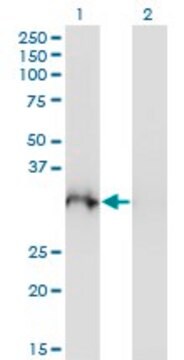 Monoclonal Anti-PLSCR3 antibody produced in mouse clone 4D11, purified immunoglobulin, buffered aqueous solution