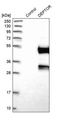 抗DEPTOR抗体 ウサギ宿主抗体 Prestige Antibodies&#174; Powered by Atlas Antibodies, affinity isolated antibody, buffered aqueous glycerol solution, Ab3