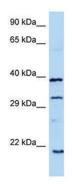 Anti-GH1 (C-terminal) antibody produced in rabbit affinity isolated antibody