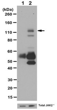 Anti-Phospho-JAK2-(Tyr1007/1008-)Antikörper from rabbit, purified by affinity chromatography