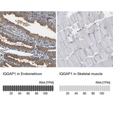 Anti-IQGAP1 antibody produced in rabbit Prestige Antibodies&#174; Powered by Atlas Antibodies, affinity isolated antibody, buffered aqueous glycerol solution