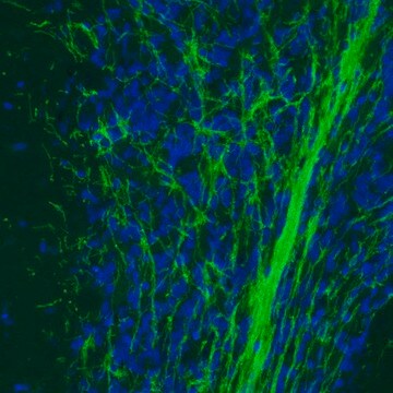 Monoklonalny anty-MOG Prestige Antibodies&#174; Powered by Atlas Antibodies, clone CL2852, purified immunoglobulin, buffered aqueous glycerol solution