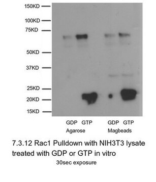 Rac1活性化磁気ビーズプルダウンアッセイ Non-radioactive Rac1 Activation Assay Kit can be used to precipitate Rac1-GTP from cell lysates, &amp; detection by a Rac1 specific monoclonal antibody.