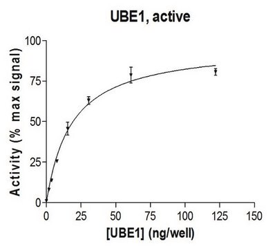 UBE1-Protein, aktiv, 10&nbsp;&#181;g Active, full length, recombinant human UBE1. N-terminal 6His-tagged. For use in Enzyme Assays. Functions as an E1 enzyme in ubiquitination assays.