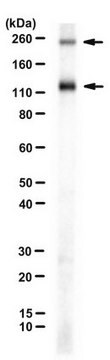 Anti-Bikunin (CP6) serum, from rabbit