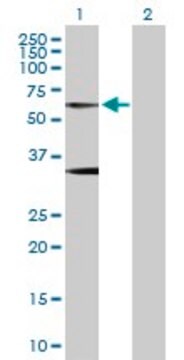 Anti-GLRA1 antibody produced in rabbit purified immunoglobulin, buffered aqueous solution