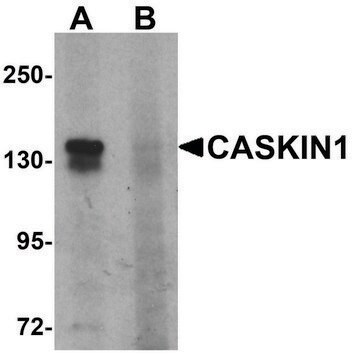 Anti-CASKIN1 antibody produced in rabbit affinity isolated antibody, buffered aqueous solution