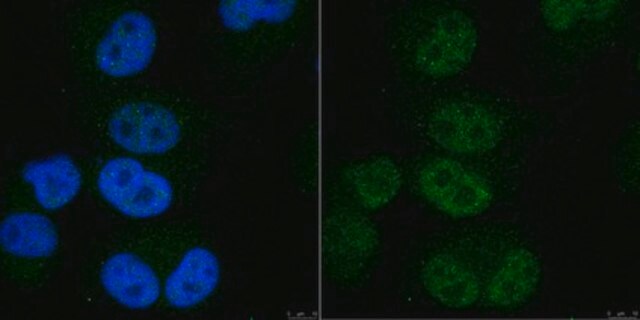 Anti-POLR2A Antibody, clone 1F5 clone 1F5, from rat