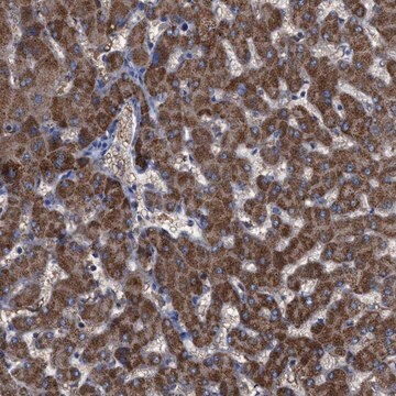 Anti-GPR179 antibody produced in rabbit Prestige Antibodies&#174; Powered by Atlas Antibodies, affinity isolated antibody, buffered aqueous glycerol solution