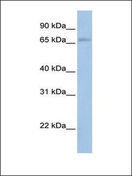 Anti-MAP3K2 antibody produced in rabbit affinity isolated antibody