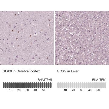 单克隆抗-SOX9 小鼠抗 Prestige Antibodies&#174; Powered by Atlas Antibodies, clone CL0639, purified immunoglobulin, buffered aqueous glycerol solution