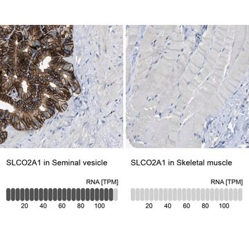 抗-SLCO2A1 ウサギ宿主抗体 Prestige Antibodies&#174; Powered by Atlas Antibodies, affinity isolated antibody, buffered aqueous glycerol solution