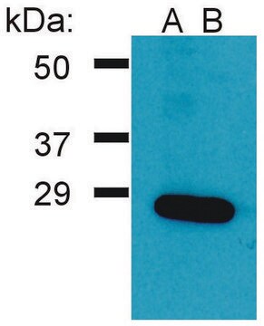 Anti-GRB2 antibody produced in rabbit