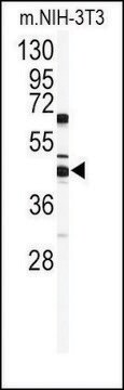 Anti-SUV39H2 (C-term K375) antibody produced in rabbit saturated ammonium sulfate (SAS) precipitated, buffered aqueous solution