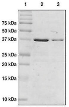 CREB Binding Protein (1081-1197) GST tag human recombinant, expressed in E. coli, &#8805;95% (SDS-PAGE)