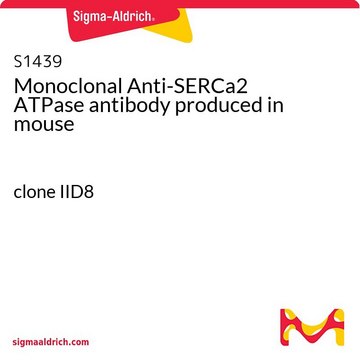 Monoclonal Anti-SERCa2 ATPase antibody produced in mouse clone IID8