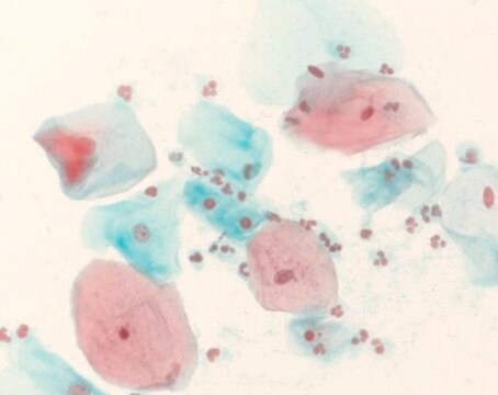 Shorr staining solution for hormonal cytodiagnosis