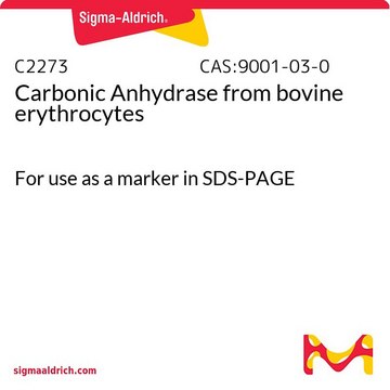 Anhydrase carbonique from bovine erythrocytes For use as a marker in SDS-PAGE