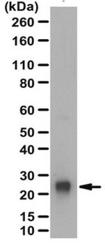 Anticorpo anti-prodotto genico proteico 9.5 from rabbit, purified by affinity chromatography