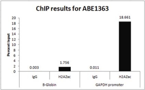 Anticorps anti-acétyl-histone&nbsp;H2A.Z (Lys&nbsp;5,&nbsp;7,&nbsp;11) from rabbit, purified by affinity chromatography