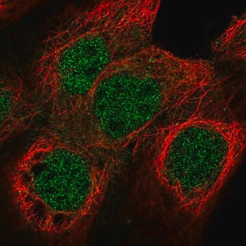 Anti-NUF2 antibody produced in rabbit Prestige Antibodies&#174; Powered by Atlas Antibodies, affinity isolated antibody