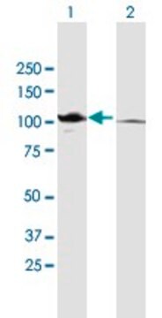 Anti-CTNNA2 antibody produced in mouse purified immunoglobulin, buffered aqueous solution