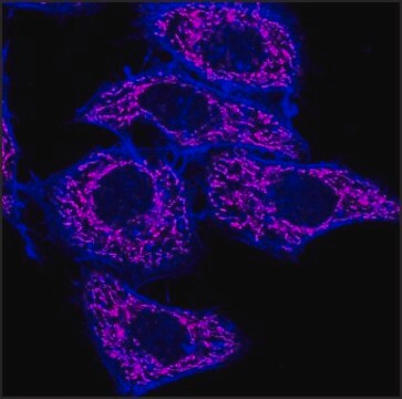 Anti-Mouse IgG (H+L), highly cross-adsorbed (min X Rat), CF&#8482;640R antibody produced in goat ~2&#160;mg/mL, affinity isolated antibody, buffered aqueous solution