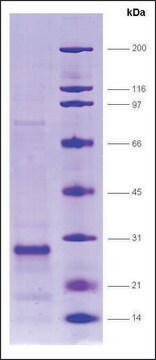 SRC1 (627-786), biotin,His tagged human recombinant, expressed in E. coli, &#8805;80% (SDS-PAGE)