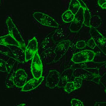 Colorant vert pour membrane cytoplasmique BioTracker&nbsp;490 Live cell imaging lipophilic carbocyanine membrane dye suitable for long-term fluorescent cell labeling and cell tracking studies.