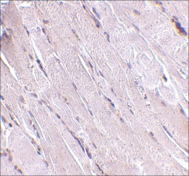 Anti-Wnt10B antibody produced in rabbit affinity isolated antibody, buffered aqueous solution