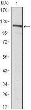 Monoclonal Anti-USP7 antibody produced in mouse clone 5F11, ascites fluid