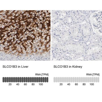 抗SLCO1B3 ウサギ宿主抗体 affinity isolated antibody, buffered aqueous glycerol solution