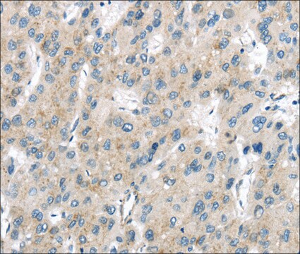 Anti-VPS26A affinity isolated antibody