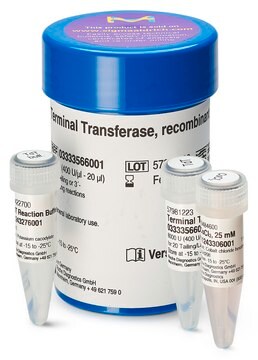 Terminale Transferase from Calf Thymus, recombinant, E. coli