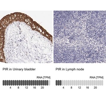 Anti-PIR antibody produced in rabbit Prestige Antibodies&#174; Powered by Atlas Antibodies, affinity isolated antibody, buffered aqueous glycerol solution