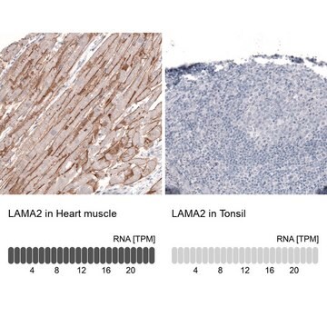 Monoklonalny anty-LAMA2 Prestige Antibodies&#174; Powered by Atlas Antibodies, clone CL3450, purified immunoglobulin, buffered aqueous glycerol solution