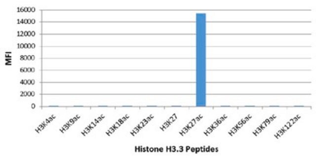 Anti-Acetyl-Histon&nbsp;H3 (Lys27)-Antikörper, Klon RM172 clone RM172, from rabbit