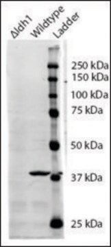 Anti-IDH1 antibody produced in goat affinity isolated antibody, buffered aqueous solution