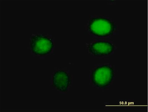 Anti-ARNT antibody produced in mouse purified immunoglobulin, buffered aqueous solution