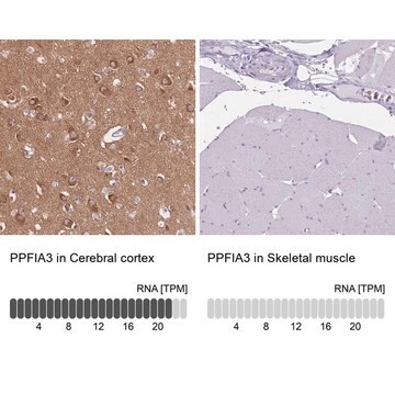 Anti-PPFIA3 antibody produced in rabbit Prestige Antibodies&#174; Powered by Atlas Antibodies, affinity isolated antibody, buffered aqueous glycerol solution