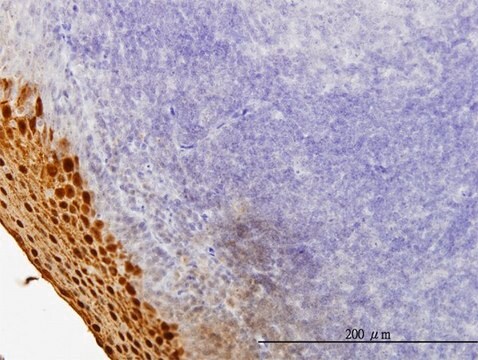 Monoclonal Anti-SPRR3 antibody produced in mouse clone 4A12, purified immunoglobulin, buffered aqueous solution