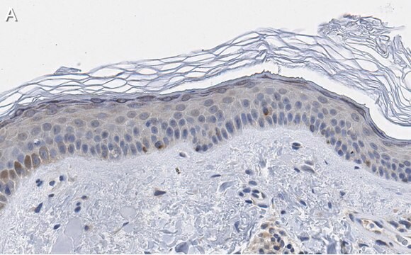 Anti-BMP-7 Antibody, clone 2D15 ZooMAb&#174; Rabbit Monoclonal recombinant, expressed in HEK 293 cells