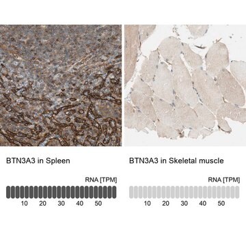 Anti-BTN3A3 antibody produced in rabbit Prestige Antibodies&#174; Powered by Atlas Antibodies, affinity isolated antibody, buffered aqueous glycerol solution