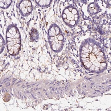 Anti-GDPD5 antibody produced in rabbit Prestige Antibodies&#174; Powered by Atlas Antibodies, affinity isolated antibody, buffered aqueous glycerol solution