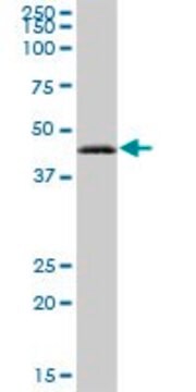 Anti-RAB3IL1 antibody produced in mouse IgG fraction of antiserum, buffered aqueous solution